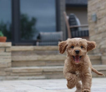 Your New Puppy: Essential Tips for First-Time Owners - Pawsy
