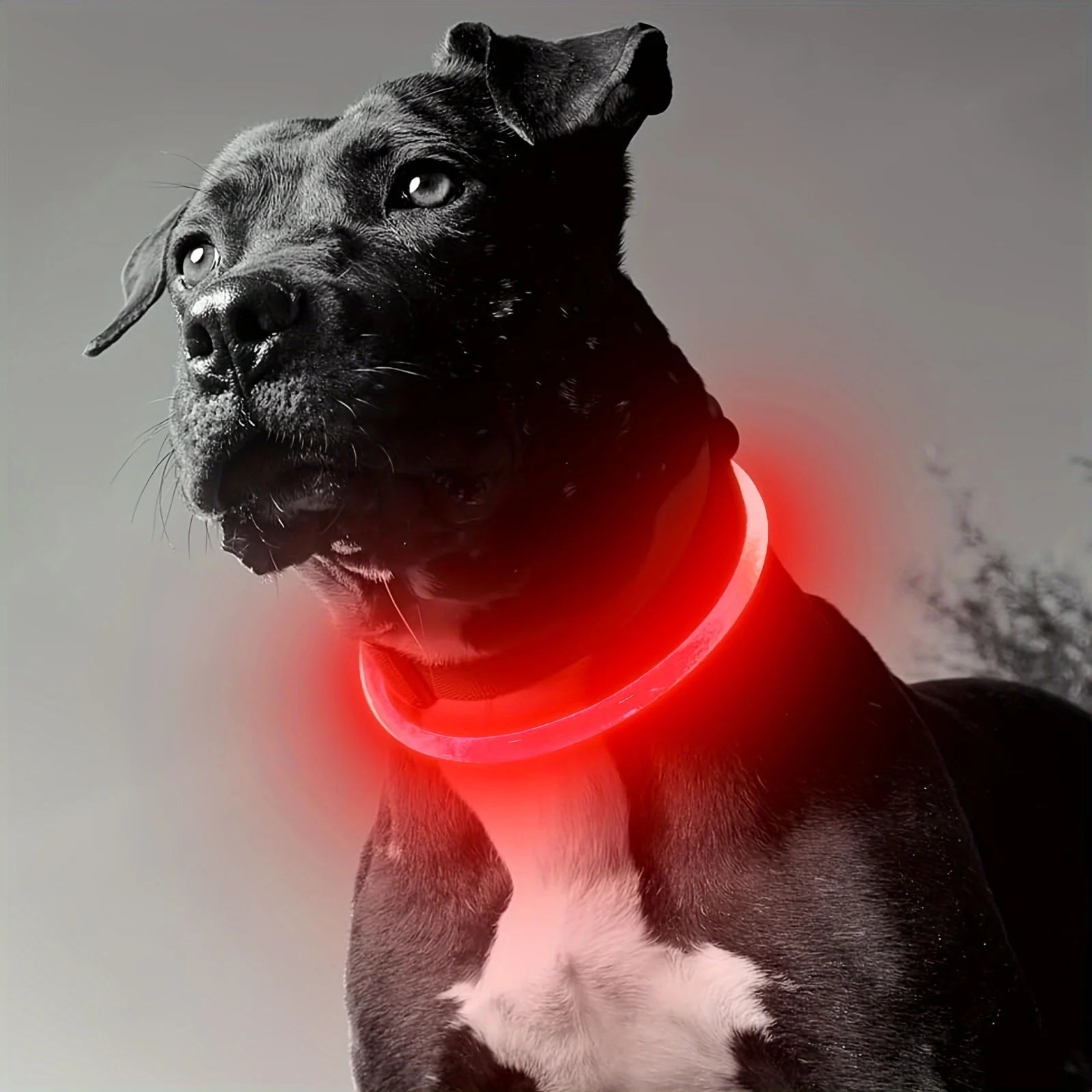 GlowWalk collar colour range